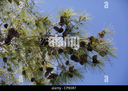 Albero con PIGNE SIDE TURCHIA 15 Aprile 2012 Foto Stock