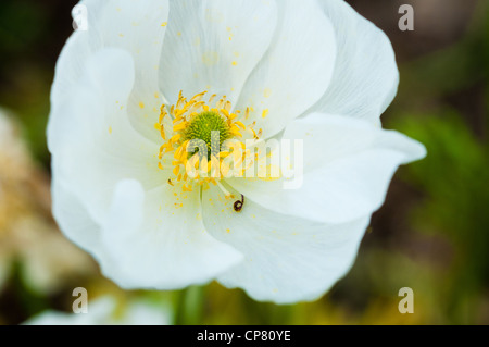 In il giardino murato di Norton Conyers, Ripon, North Yorkshire Foto Stock