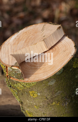 Cenere (Fraxinus excelsior). Segato a sezione trasversale di recentemente abbattute giovane albero. Nota la crescita annuale degli anelli; 15? Foto Stock
