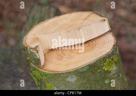 Cenere (Fraxinus excelsior). Segato a sezione trasversale di recentemente abbattute giovane albero. Nota annuale degli anelli di crescita. Foto Stock