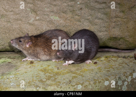 Ratti marrone (Rattus norvegicus). "Nero" o forma melanisic destra, a fianco di un "normale" animale colorati, a sinistra. Foto Stock