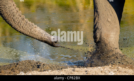 Un toro dell' elefante africano getta fango fresco sul suo piede per mantenere assillo insetti presso la baia. Sud Africa Foto Stock