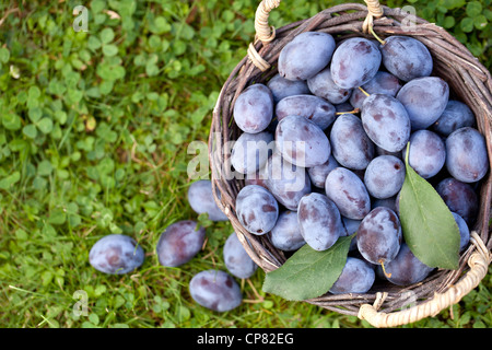 Raccolto di fresco damson organico prugne (PRUNUS INSITITIA) Foto Stock