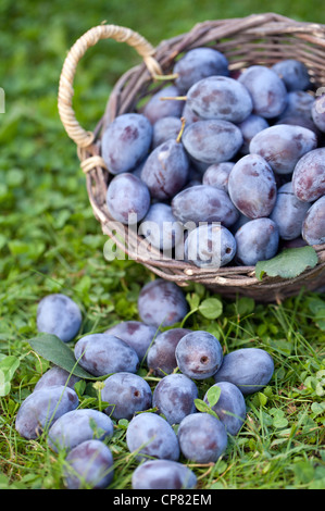 Raccolto di fresco di prugne organico (PRUNUS INSITITIA) Foto Stock