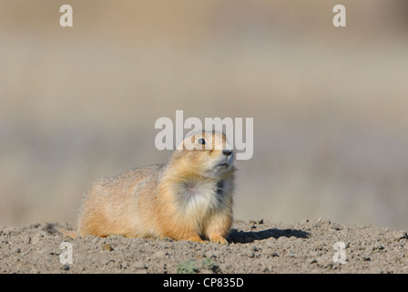 Nero-tailed cane della prateria sulla parte superiore della sua tana Foto Stock