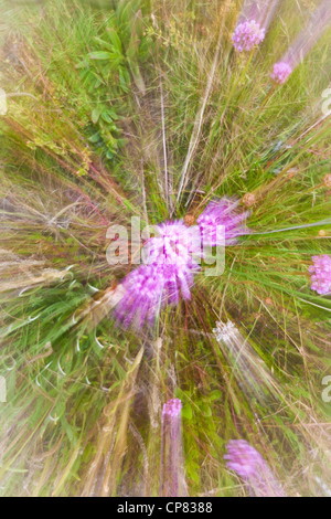 Slow shutter zoom e fornire un look diverso per i fiori viola sulla California seapink a fagiolo stato Cave Beach. Foto Stock