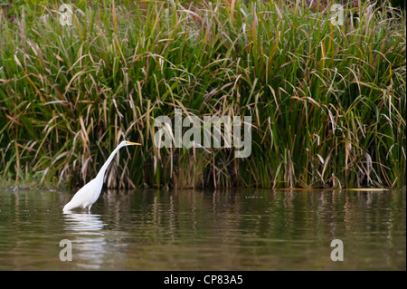 Airone bianco maggiore (Ardea alba) stalking in preda a White Rock Lake, Dallas, Texas Foto Stock