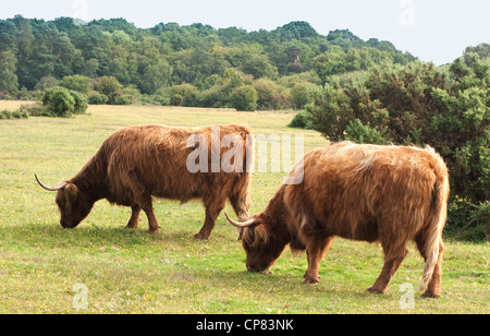 Highland pascolo del bestiame nella nuova foresta, Hampshire, Inghilterra Foto Stock