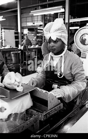 Giovane donna di peso il pollo nella fabbrica di pollo. lavoratore minorenne la Gran Bretagna a partire dagli anni settanta Foto Stock