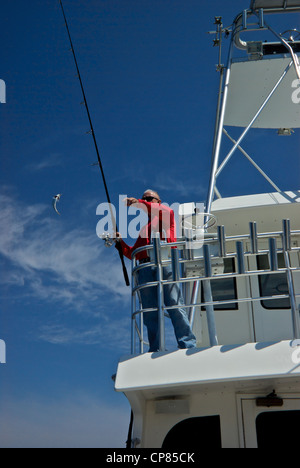 Skipper charter yacht comando bridge tuna raggiungendo per vivere alewife esca pesca sportiva Golfo del Messico Foto Stock