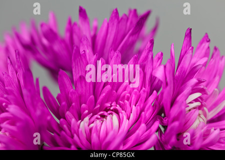 Crisantemo fiori Foto Stock