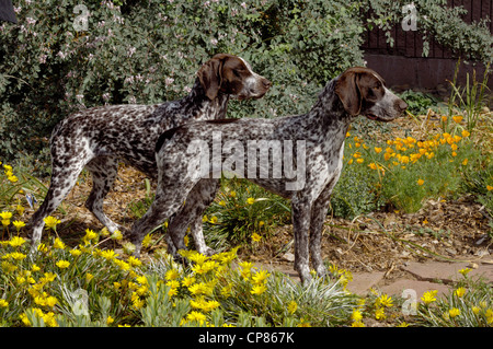 Due tedesco Shorthaired puntatore insieme permanente Foto Stock