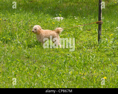 Barboncino al guinzaglio Foto Stock