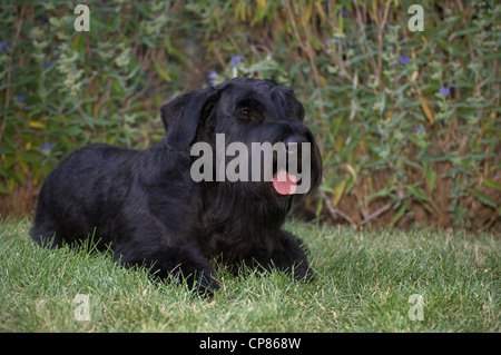 Nero gigante schnauzer sdraiato Foto Stock