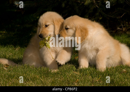 Golden Retriever cucciolo accanto ad altri con foglia nella sua bocca Foto Stock