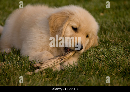 Golden Retriever cucciolo sdraiato, stick nella sua bocca Foto Stock