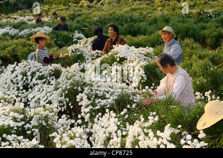 Un gruppo di lavoratori cinesi il prelievo del raccolto di crisantemo fiori per il tè in Huangshan Repubblica Popolare Cinese Foto Stock