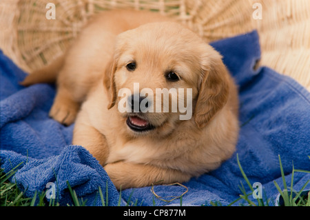 Golden Retriever cucciolo giacente su asciugamano Foto Stock