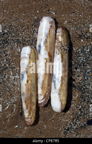 Rasoio di gusci di vongole Foto Stock