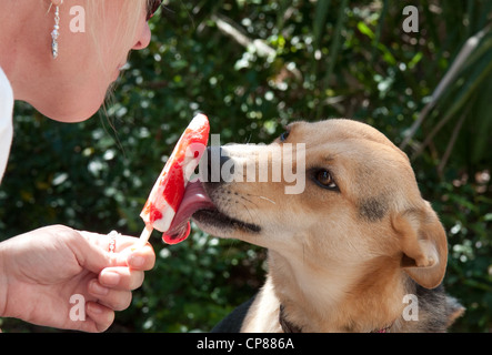 Cane leccare lecca-lecca Foto Stock