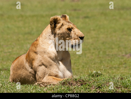 Leonessa femmina (Panthera leo) cercando qualcosa, seduto sulla Riserva Nazionale di Masai Mara, Kenya, Africa orientale. Foto Stock
