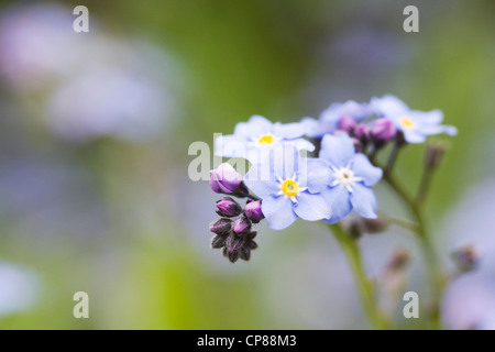 Myosotis sylvatica . Non ti scordar di me in un giardino inglese. Foto Stock