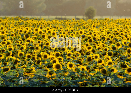 Francia, Giura, coltura del girasole in Doubs Bassa valle Foto Stock