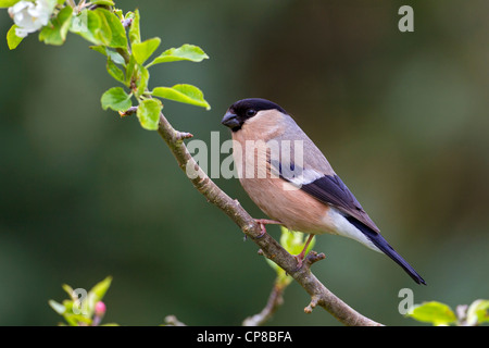 Ritratto di una donna Bullfinch Foto Stock
