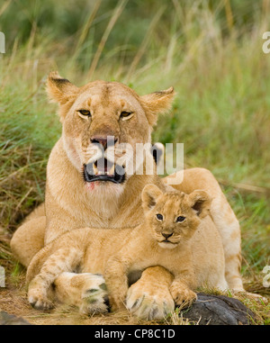 Leonessa africana (Panthera leo) & cub nel Masai Mara, Kenya Foto Stock