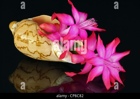 Ciotola di un marine cockleshell con una bella rosa fiore splendente peyote (nopal, torcia thistle cereus, cholla) su Black mirror. Foto Stock