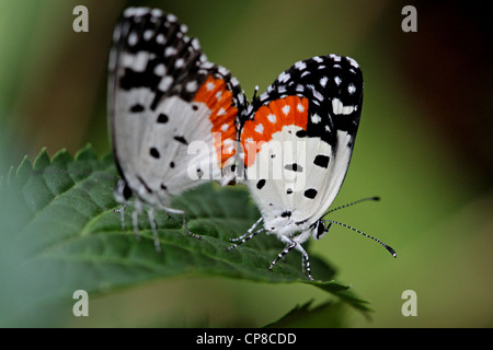 Red Pierrot coniugata Foto Stock