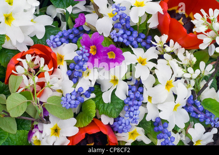 Prime molle fiori Muscari, primule e tulipani mix di sfondo. Foto Stock