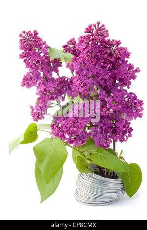 Il ramo di un viola lilla cresce da un filo di acciaio. Una vittoria live su impietrito il concetto. Isolato su bianco. Foto Stock