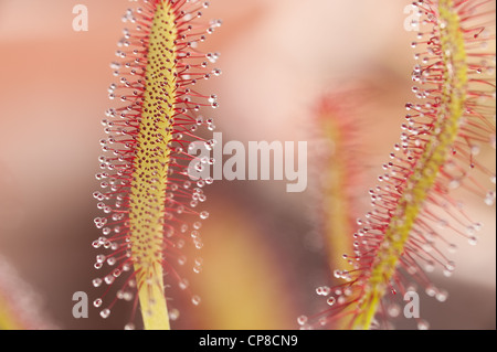 Massa di sundews un genere di pianta carnivora di solito vive in habitat umido & condizioni acide limitano la quantità di sostanze nutritive Foto Stock