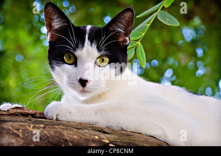 Bianco e nero Cat nella struttura ad albero Foto Stock