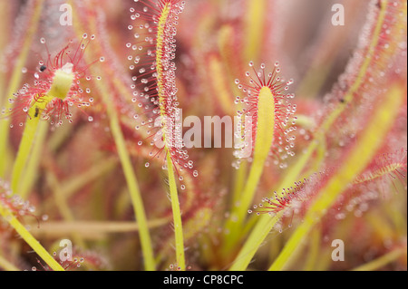 Massa di sundews un genere di pianta carnivora di solito vive in habitat umido & condizioni acide limitano la quantità di sostanze nutritive Foto Stock