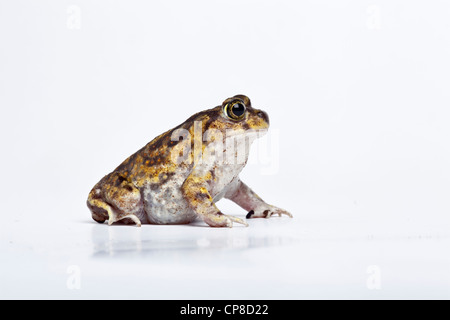 Il lettino spadefoot toad, Scaphiopus couchii Foto Stock