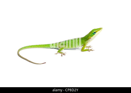 Anole verde, Anolis carolinensis, America del Nord Foto Stock
