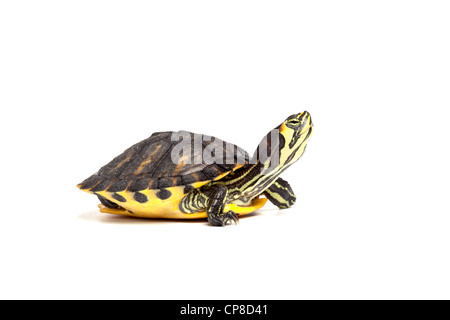 A becco giallo slider Trachemys scripta scripta, adulti Foto Stock