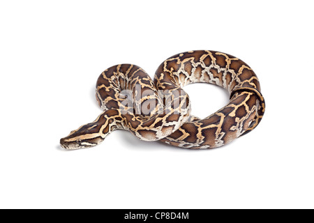 Birmano, Python Python molurus bivittatus Foto Stock