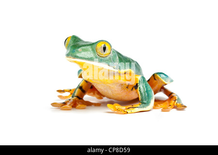 Splendida rana foglia, Cruziohyla calcarifer, Costa Rica Foto Stock