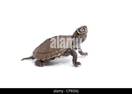 Mappa Mississippi tartaruga, Graptemys pseudogeographica kohnii, hatchling Foto Stock