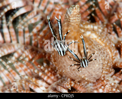 Due crinoide squat aragoste su un crinoide Foto Stock