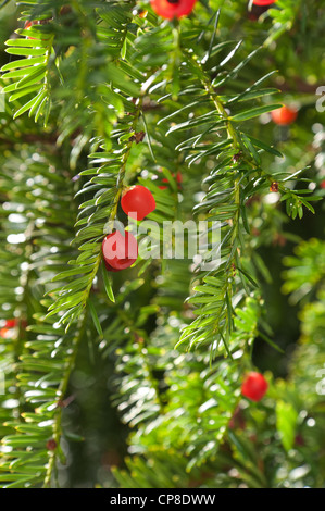 Succulento red yew bacche in autunno sole, un alimento naturale per gli uccelli Foto Stock