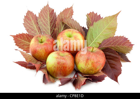 Mele reale su red settembri uva selvatica lascia isolato su bianco Foto Stock