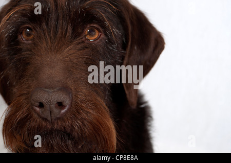 Studio Ritratto di cane Foto Stock