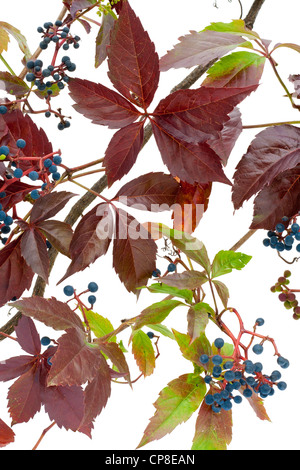 "La fanciulla' uva selvatica in autunno nel mese di ottobre dello sfondo. Isolato su bianco. Foto Stock