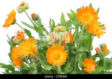 Cespugli di arancio fiori di Calendula background .il fuoco selettivo. Isolato su bianco. Foto Stock