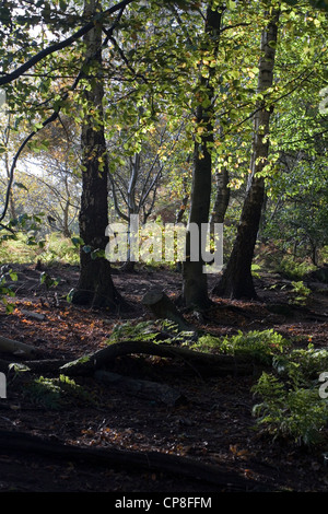 Bosco autunnale Alderley Edge cheshire england Foto Stock