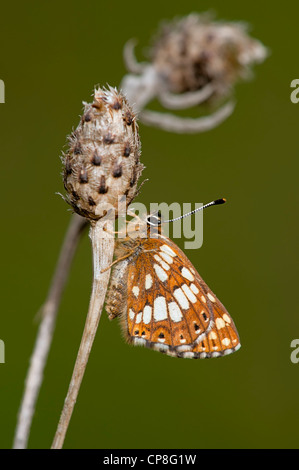 Il duca di Borgogna Hamearis lucina butterfly femmina su vecchio stelo fiordaliso Foto Stock